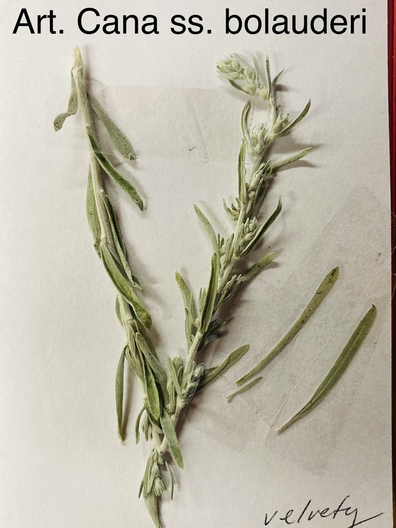 Artemisia cana var. bolanderi