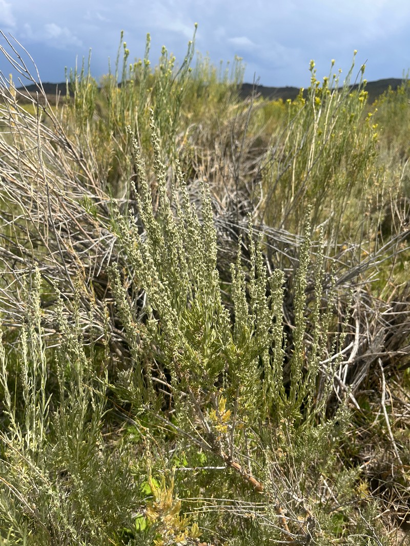 Artemisia cana var. bolanderi photo 2