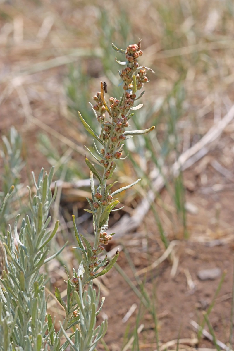 Artemisia cana var. bolanderi photo 3