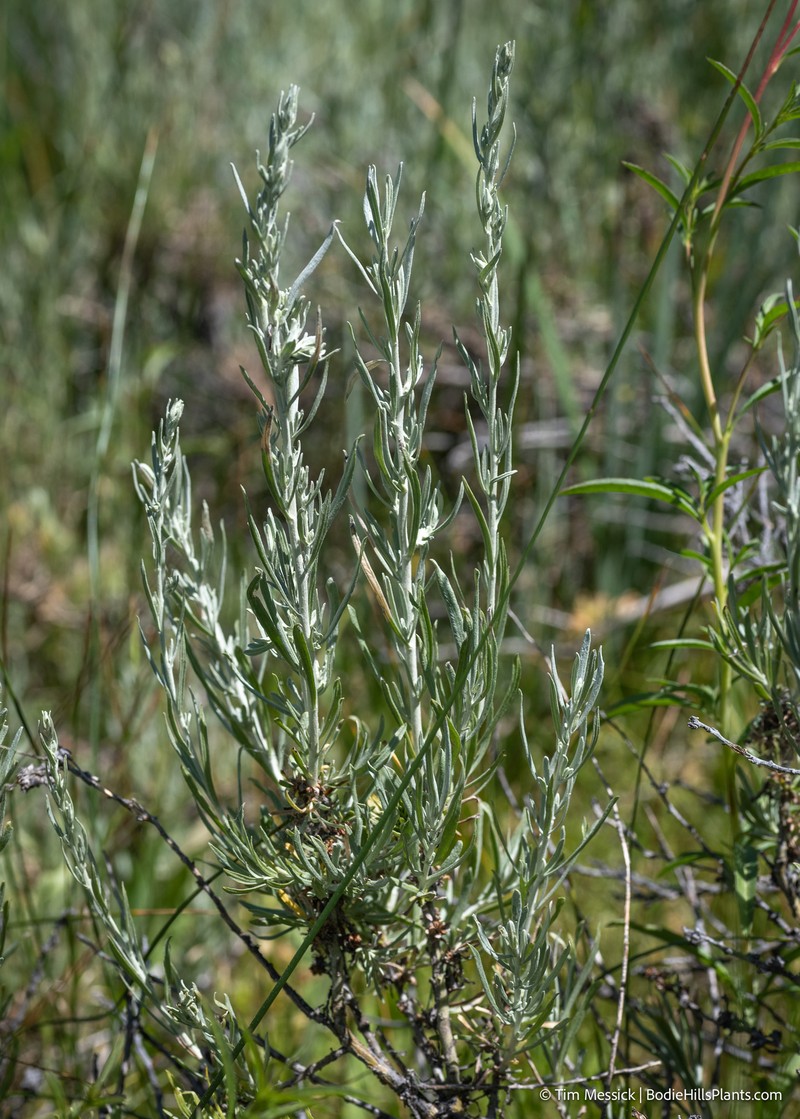 Artemisia cana var. bolanderi photo 5