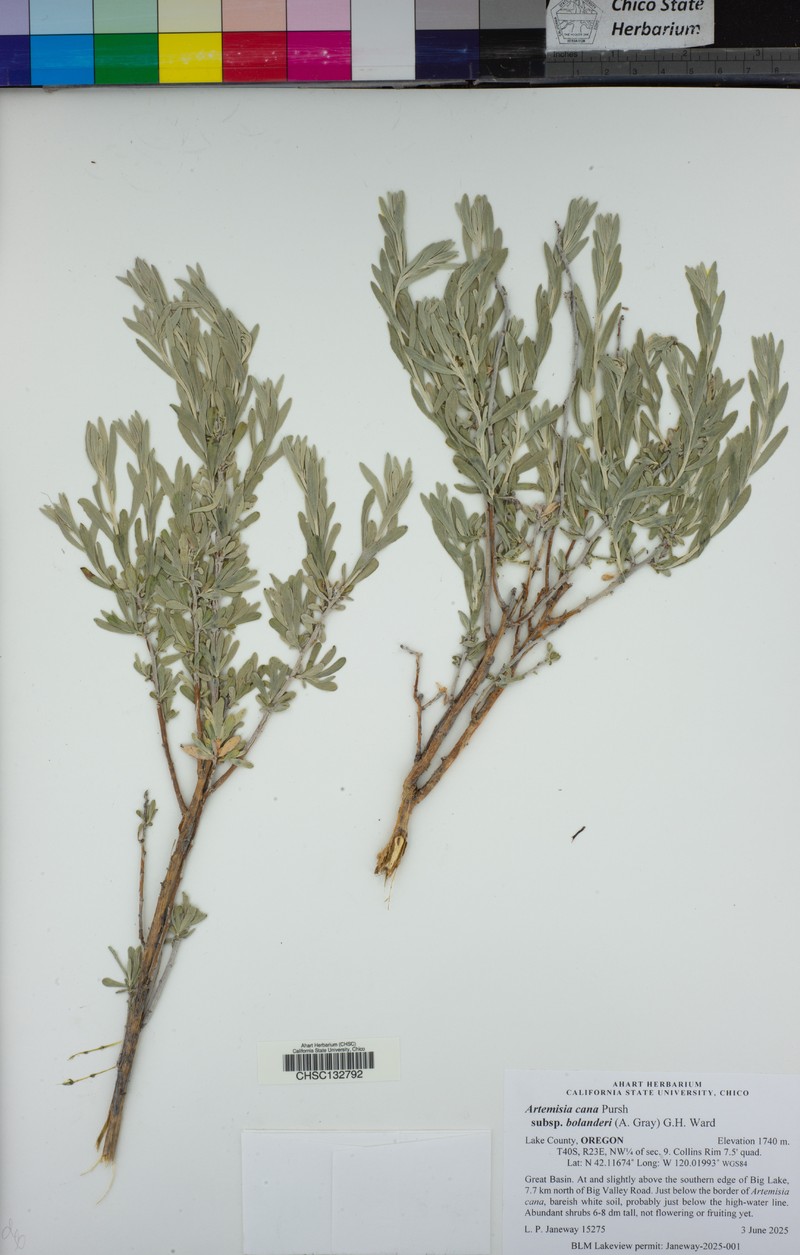 Artemisia cana var. bolanderi photo 6