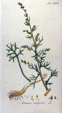 Artemisia canadensis