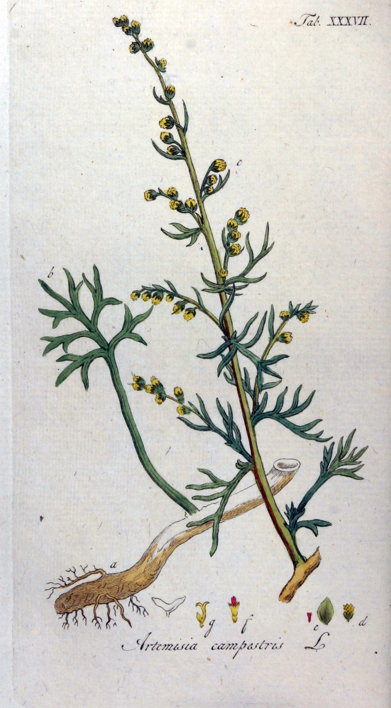 Artemisia canadensis