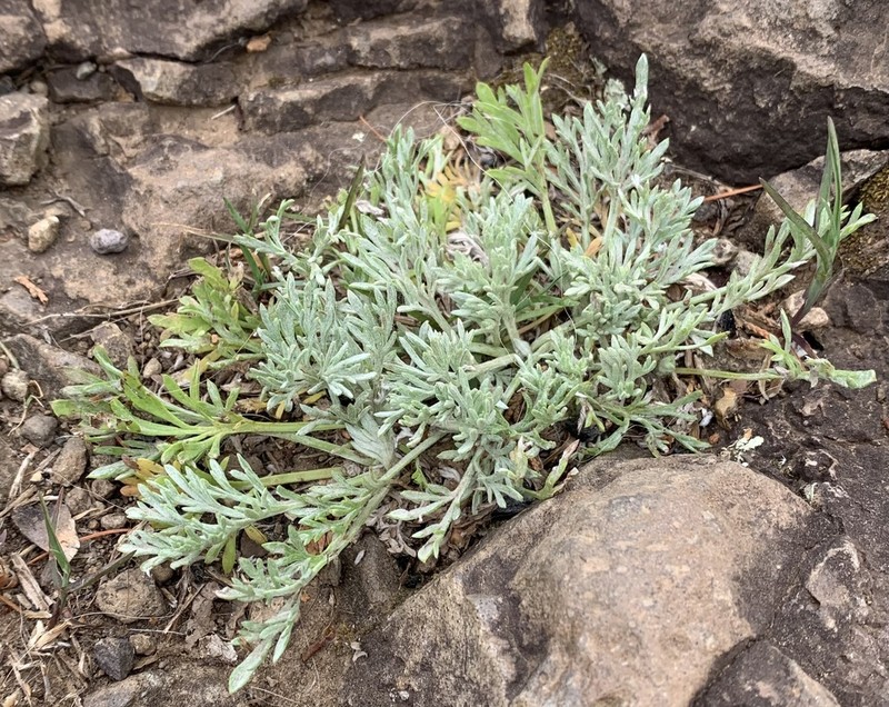 Artemisia canadensis photo 3