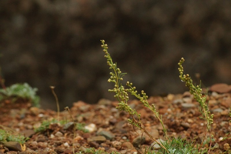 Artemisia canadensis photo 4
