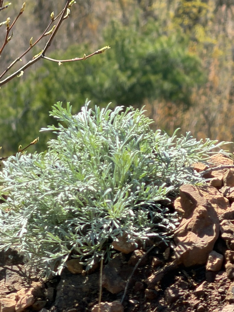 Artemisia canadensis photo 5