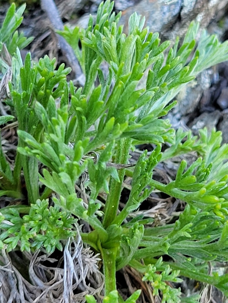Artemisia canadensis photo 6