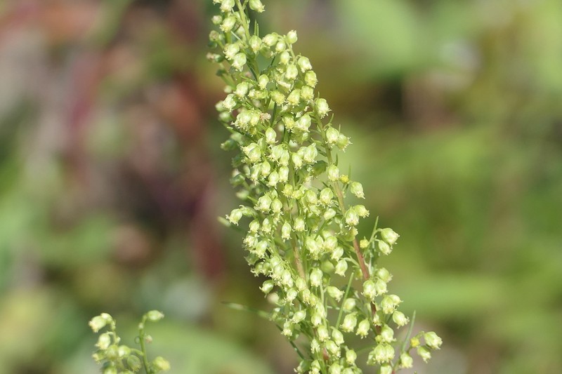 Artemisia canadensis photo 7