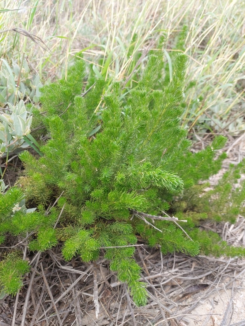 Artemisia capillaris photo 2