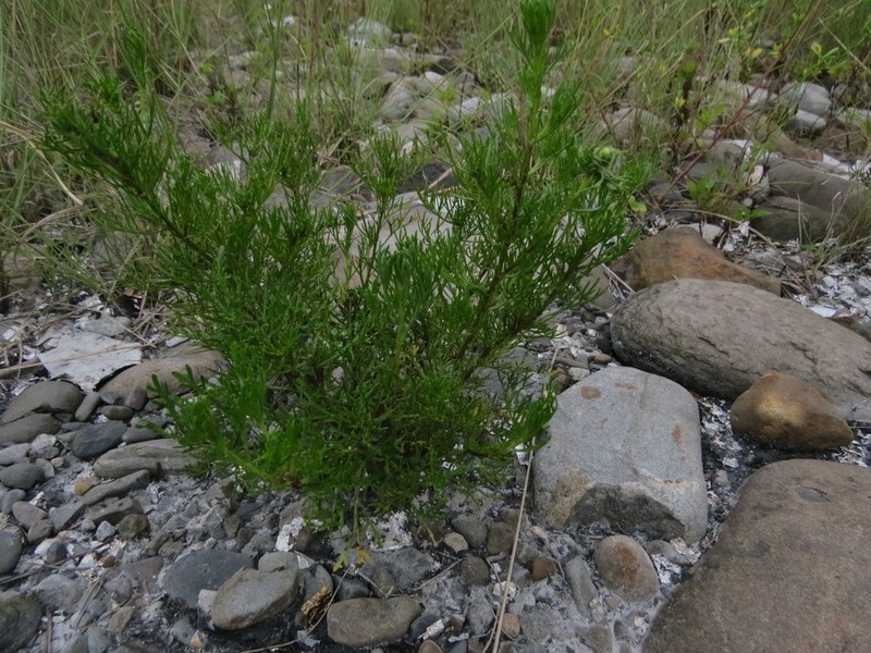 Artemisia capillaris photo 3