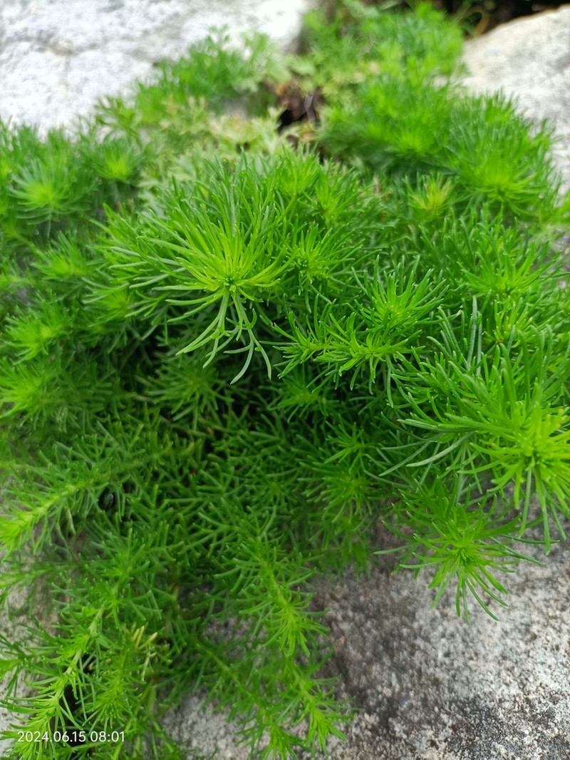 Artemisia capillaris photo 5