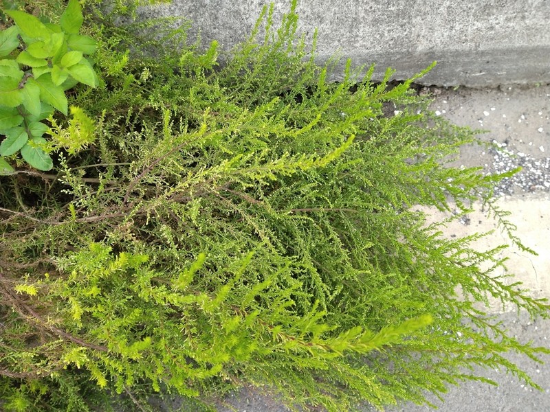 Artemisia capillaris photo 6