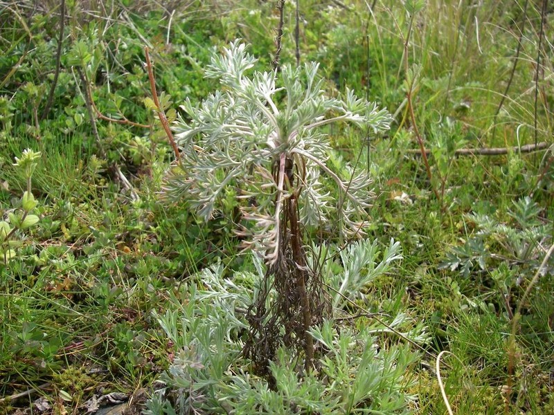 Artemisia capillaris photo 7