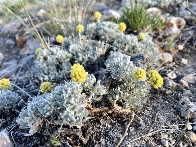 Rock Tansy