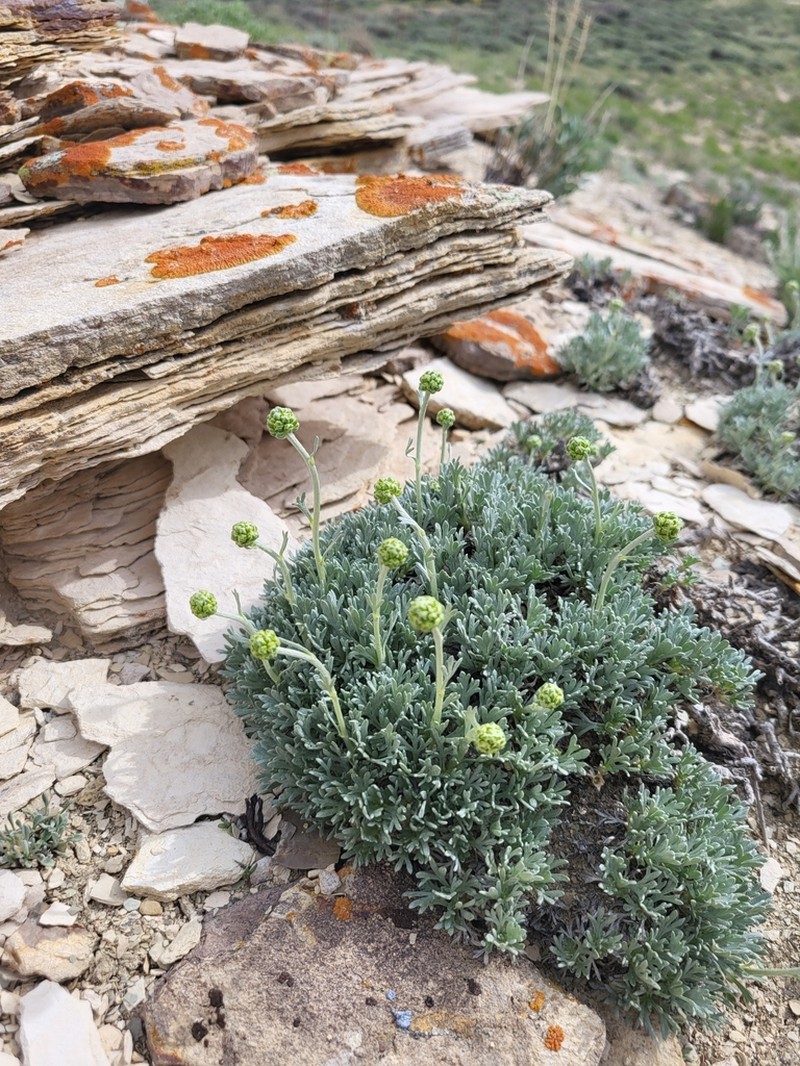 Rock Tansy photo 2