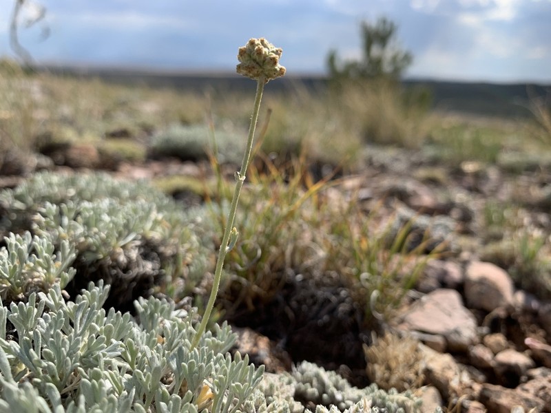 Rock Tansy photo 3
