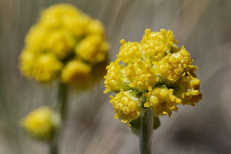 Rock Tansy photo 4