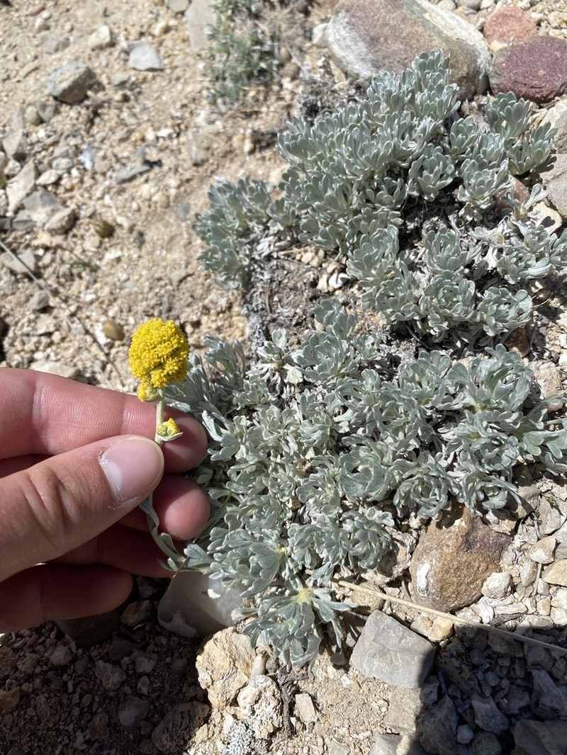 Rock Tansy photo 5