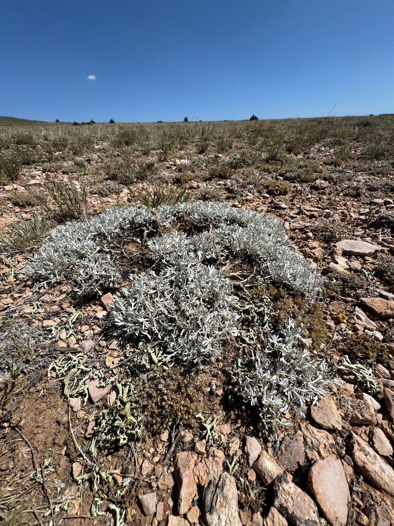Rock Tansy photo 6