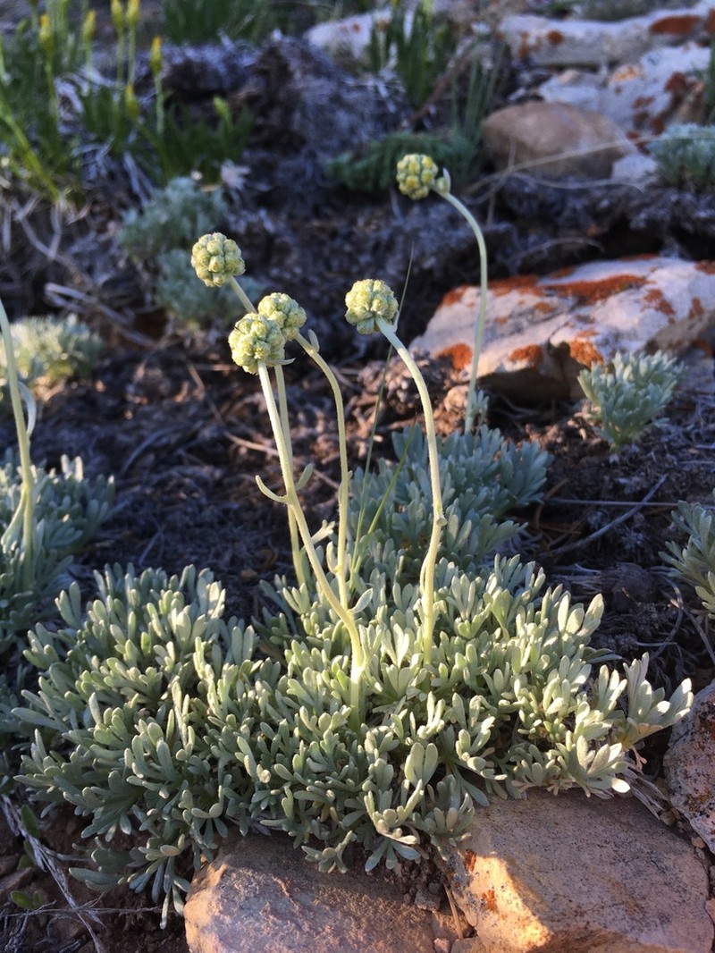 Rock Tansy photo 7