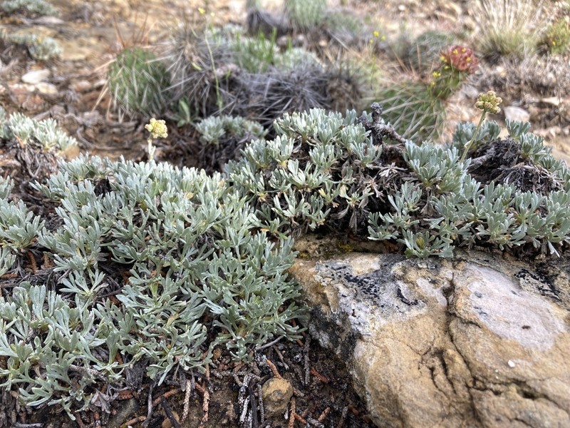 Rock Tansy photo 8