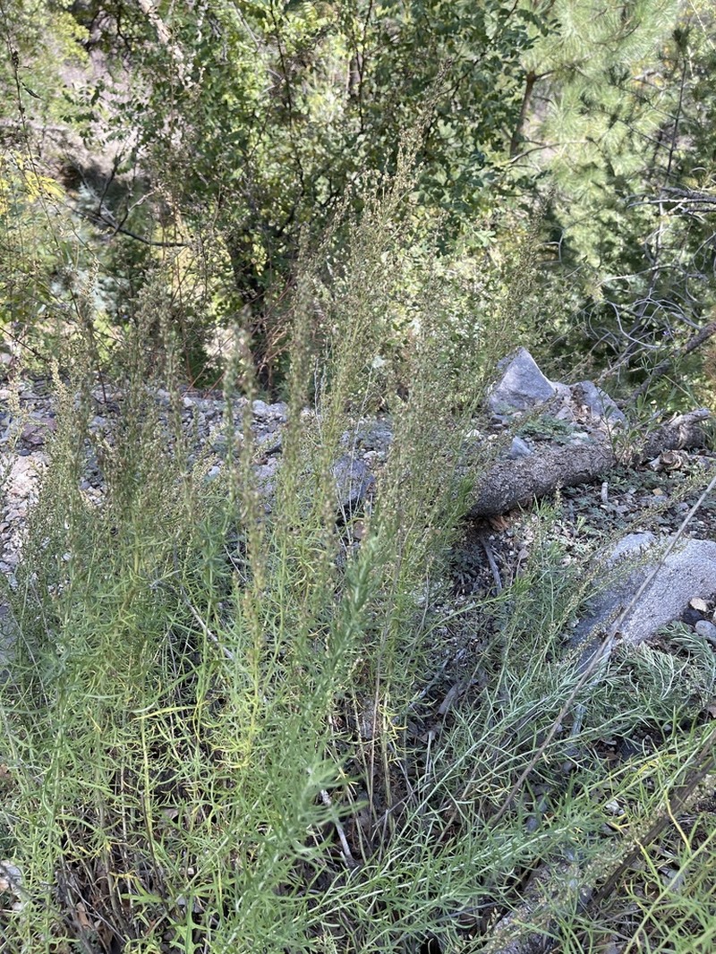 Carruth's Sagewort photo 3
