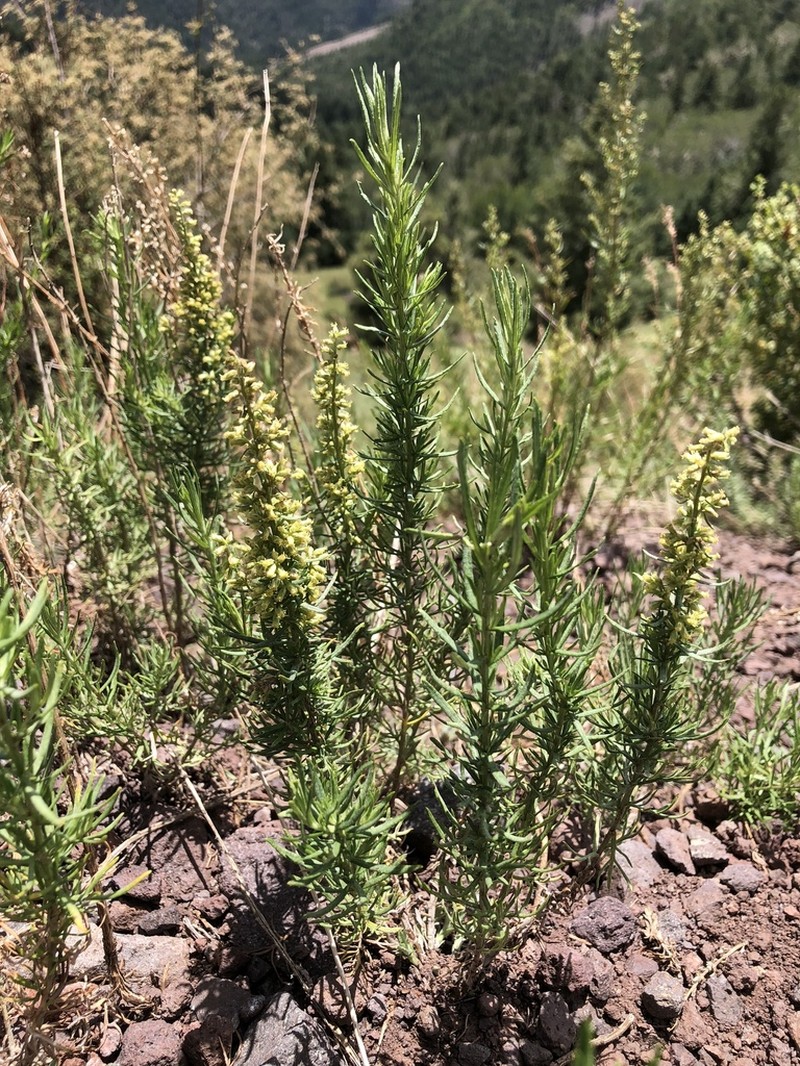Carruth's Sagewort photo 4