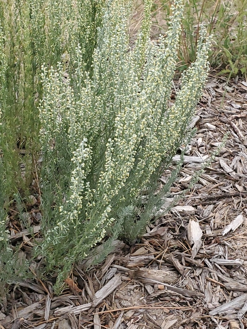 Carruth's Sagewort photo 5