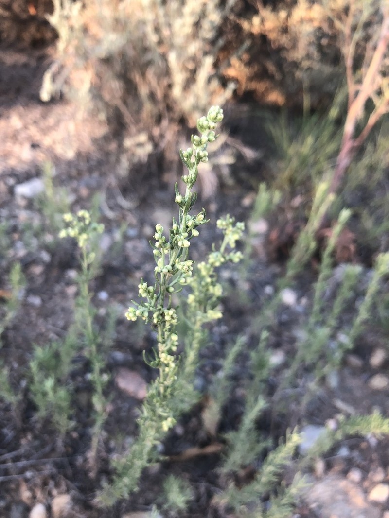 Carruth's Sagewort photo 6
