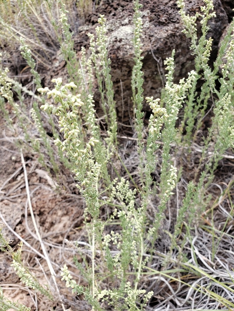 Carruth's Sagewort photo 7
