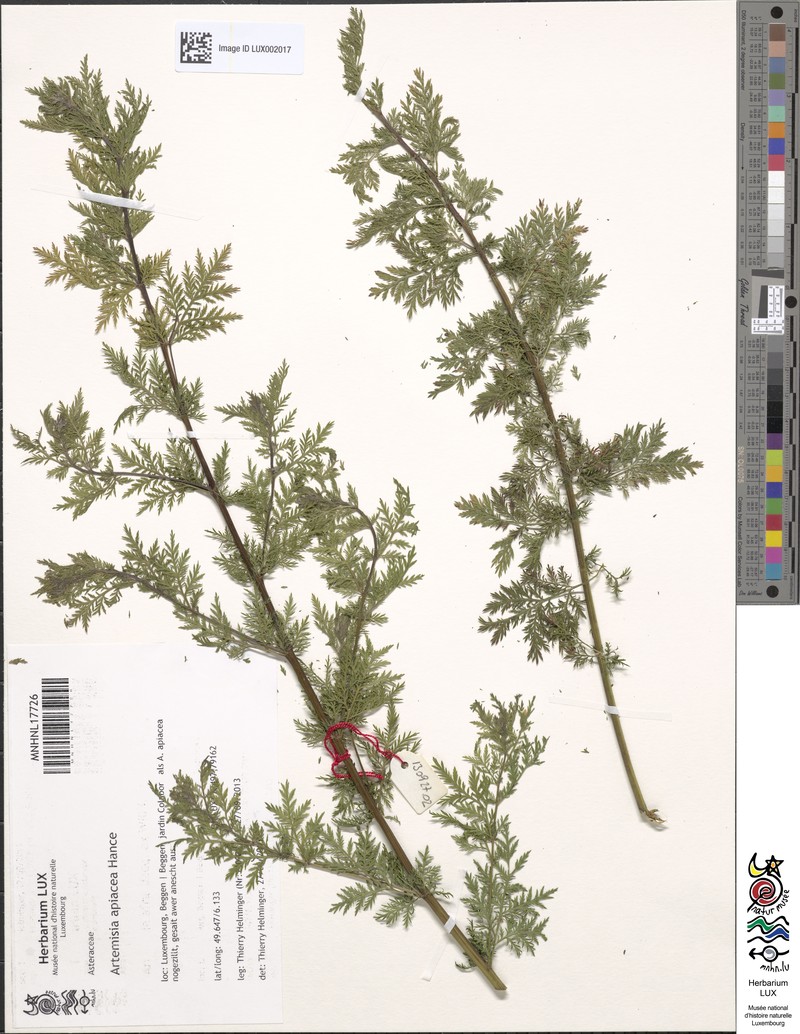 Artemisia caruifolia photo 2