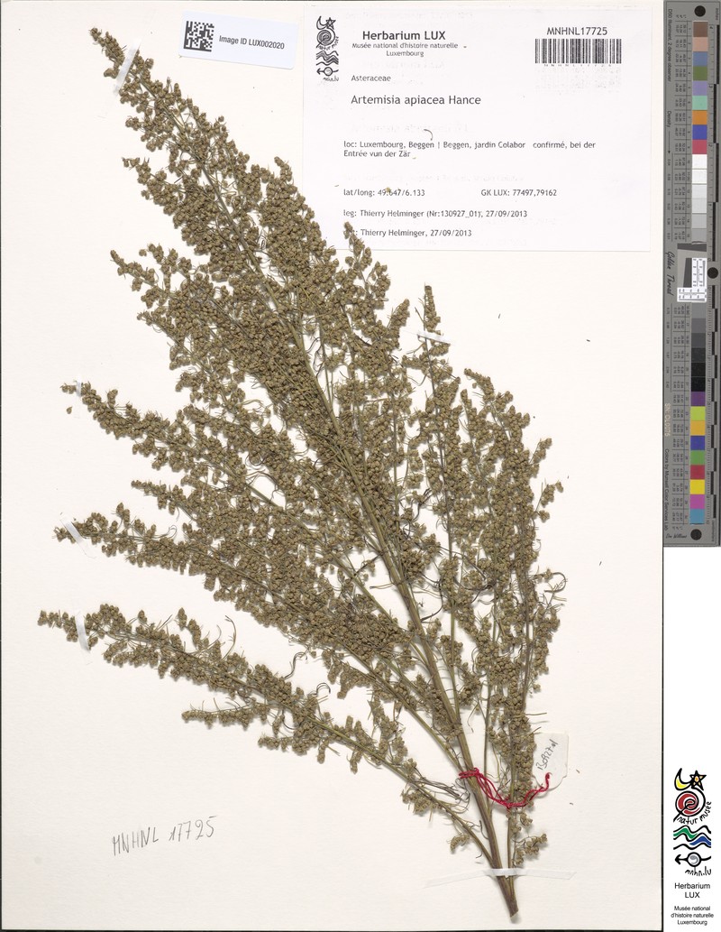 Artemisia caruifolia photo 3