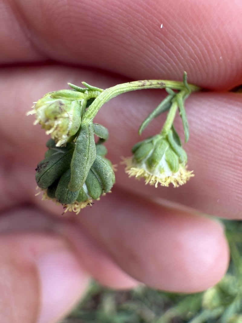 Artemisia caruifolia photo 6