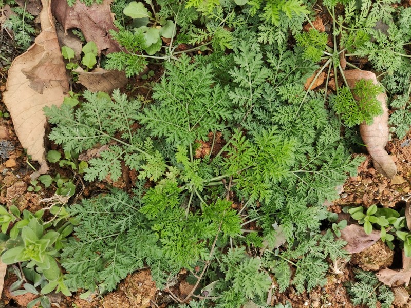 Artemisia caruifolia photo 8