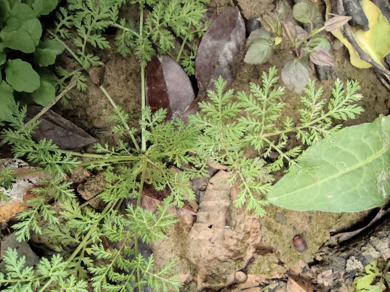 Artemisia caruifolia var. caruifolia