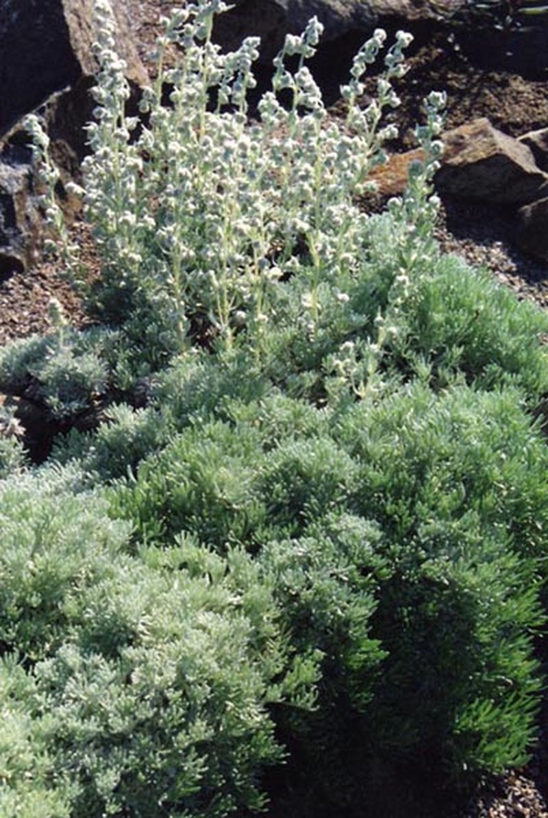 Artemisia caucasica photo 2