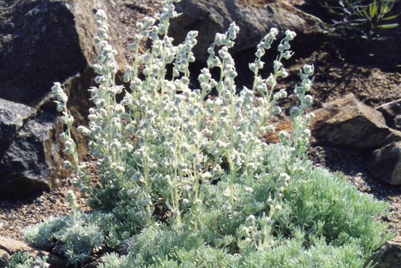 Artemisia caucasica
