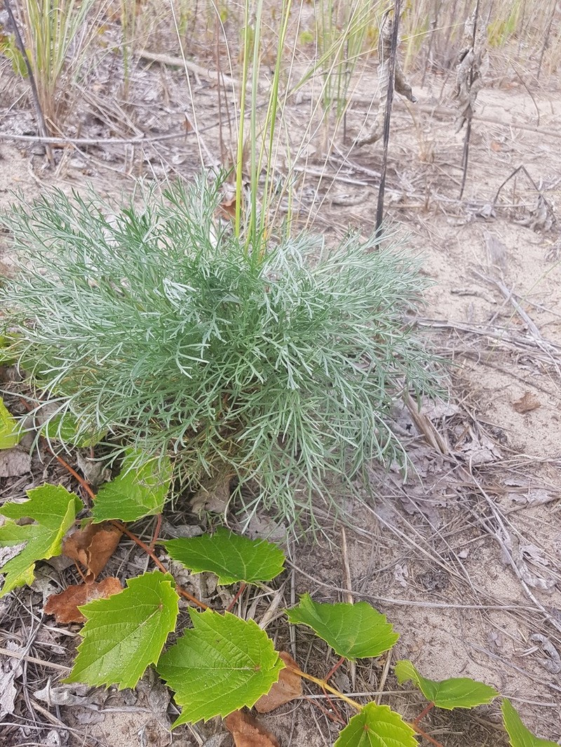 Artemisia caudata photo 3
