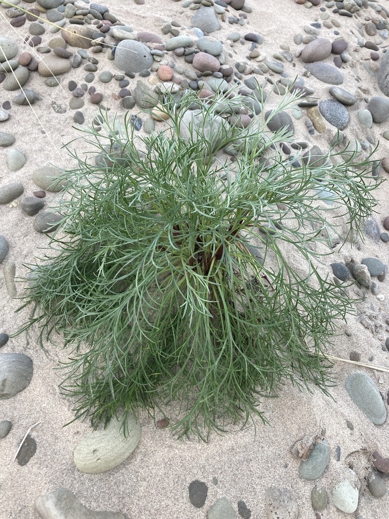 Artemisia caudata photo 4