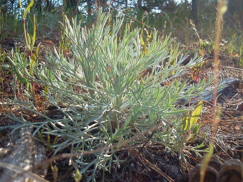 Artemisia caudata photo 6