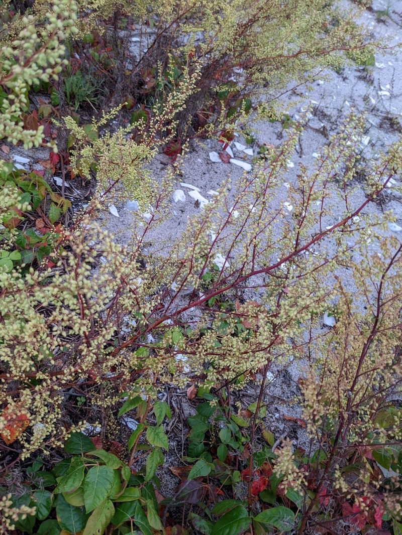 Artemisia caudata photo 7