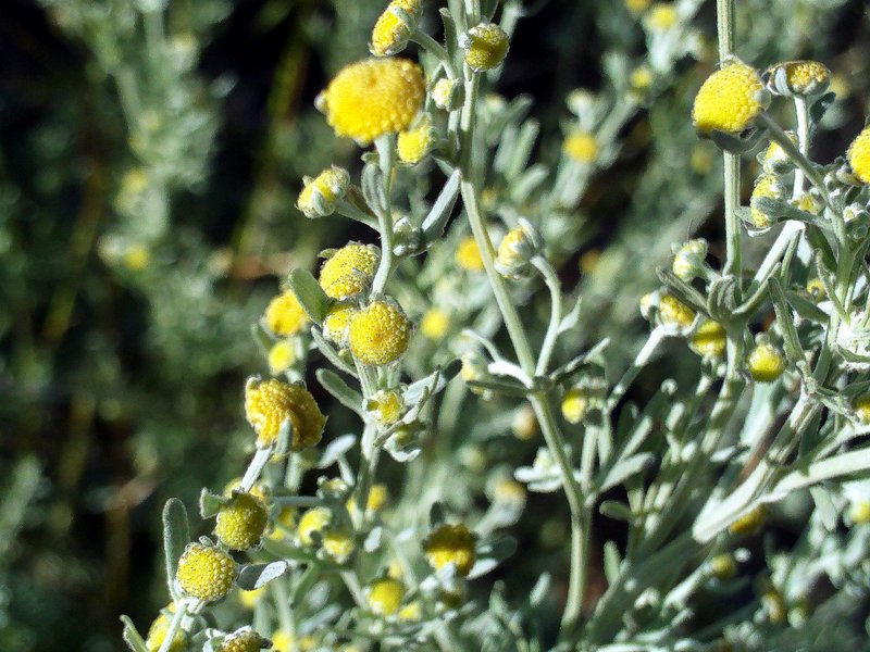 Artemisia chamaemelifolia
