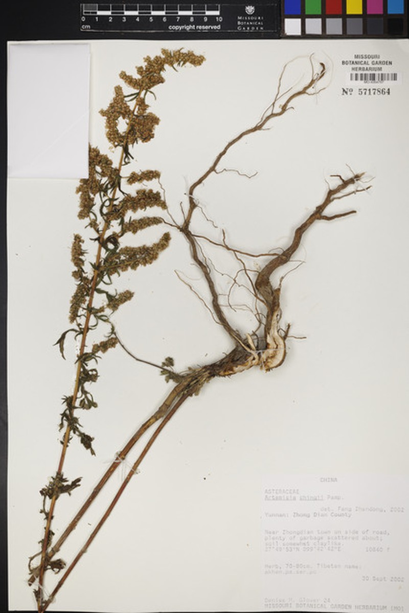 Artemisia chingii photo 3