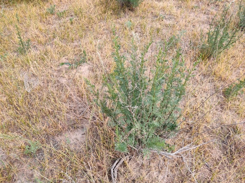 Santonica photo 7