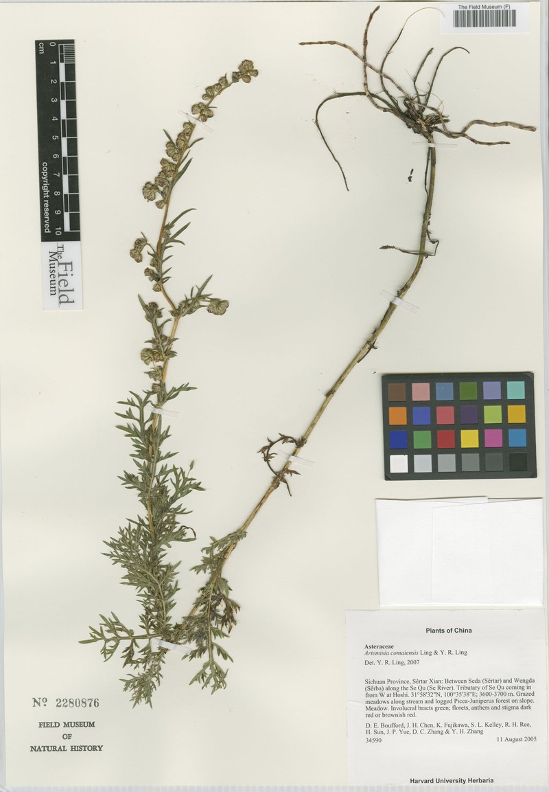 Artemisia comaiensis