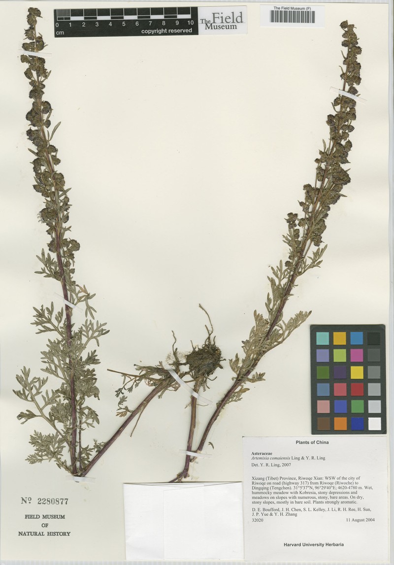 Artemisia comaiensis photo 2