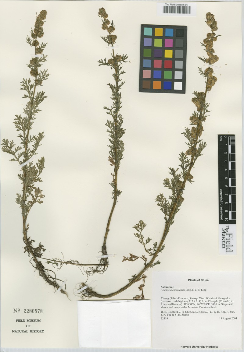 Artemisia comaiensis photo 3