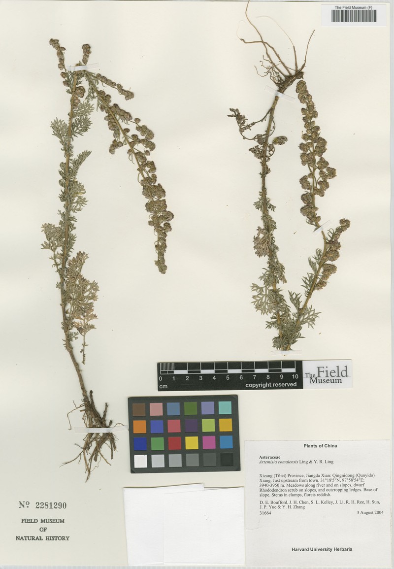 Artemisia comaiensis photo 4