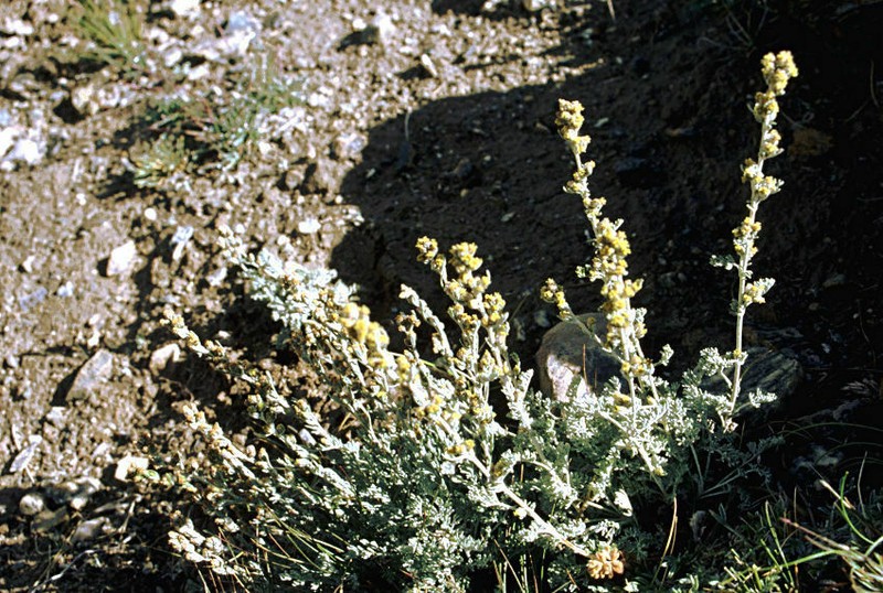 Artemisia compacta