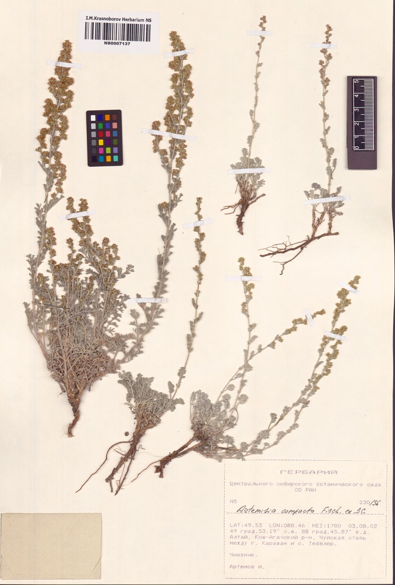 Artemisia compacta photo 2